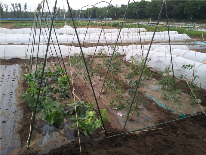 ミニトマトとキュウリの芽かき＆支柱立て